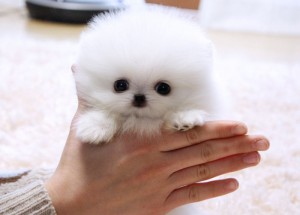 (X-MASS)**Toy Teacup AKC Tiny Teacup Pomeranian Puppies For Adoption**.
