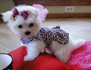 Cute Femal Maltese Puppy