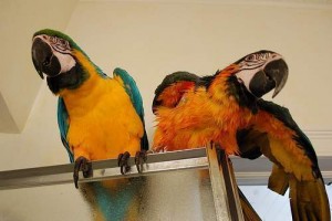 2 cute macaw parrots ready to go as xmas gifts