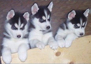 Gorgeous husky puppies for adoption by a loving home only,