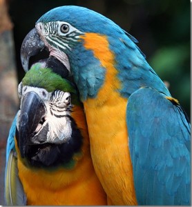 Macaw birds for sale