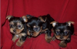 3 AKC registered Yorkie puppies ready for their forever homes
