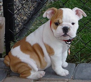 .Charming English Bulldog Puppies Available For Adoption