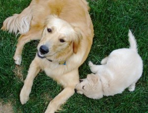 lovely male and female golden retriever  puppies for adoption