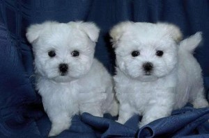 Cute Pure White Maltese Puppies for Christmas Holidays
