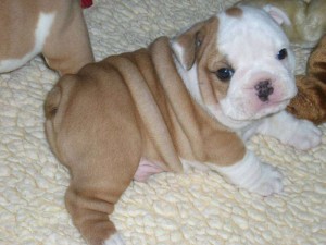 12 WEEKS OLD English Bulldog Puppy available.