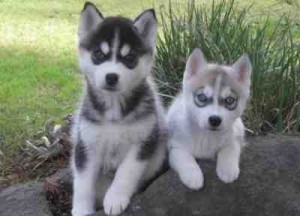 Blue eyes siberian husky puppies ready