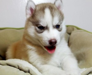 Awesome And Well Socialized Top Quality Siberian Husky Puppy.