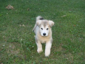 akc alaskan malamute puppies 8 weeks old ready to go!!!