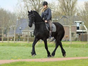 Frisian Horse Beautiful Friesian Gelding horse for adoption