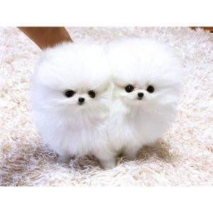 Hello good and adorable x mas  tea cup pomeranian puppies for good home ready now