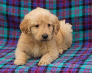 ??? TWIN AKC Manificient Golden Retrievers Puppies For Free Adoption???