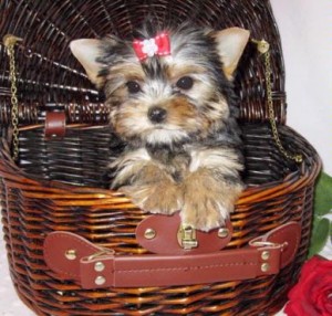 Great loving malicious teacup male and female Yorkshire Terrier puppies for X-Mass