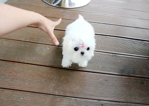Adorable male and female teacup maltese puppies for adoption.