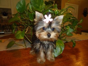 Amazing Yorkie puppies Available Now