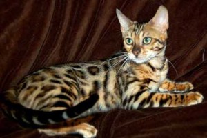 Top Quality and Beautiful Bengal Kittens available for adoption!
