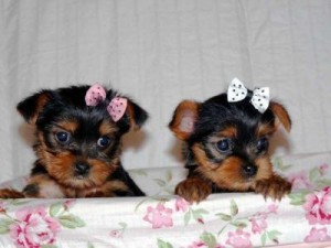Male and female yorkie puppies available
