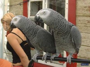 lovable african grey parrots for adoption