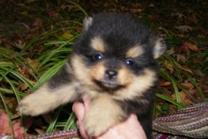 Adorable Black Pomeranian Puppies A