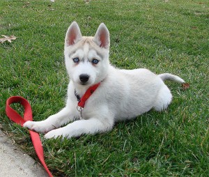 SIBERIAN HUSKY PUPPIES VERY CUTE 2 WITH BLUE EYES