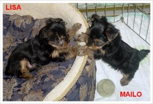 Affectionate and charming Yorkies puppies for adoption
