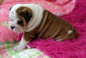 Home Trained English Bulldog Puppies For Sale.