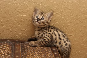 Extremely spotted savannah kittens available