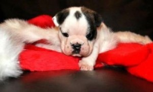 English Bulldog puppies for X-Mass perfect GIFT text me now at (520) 441-7626