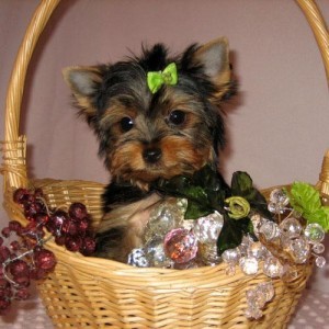 Cute AKC Champion Bloodline Teacup Yorkshire Terrier Puppies for Adoption