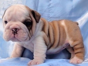 Adorable English Bulldog puppies for sale.Text us via(817) 752-7517