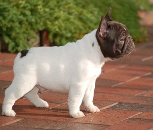 (FREE) Awesome FRENCH BULLDOG PUPPIES for Adoption into Good homes Only Text  917- 410-1321