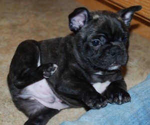 french bulldogs for rehoming