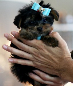 Cute Akc Registered Yorkie puppies To Good &amp; Lovely homes!