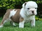 lovely English bulldog puppies for free adoption this Xmas for any loving home.Contact me for more information on how they are g