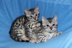 Bengal kitten is now ready to go Homes(contact for more information)