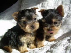 X_Mass Teacup Yorkie Puppies Ready Ready For Adoption