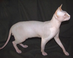 Two Sphynx kittens for sale