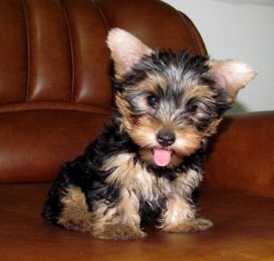 good looking yorkie puppies available for a free adoption