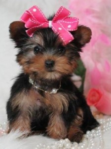 Lovely Yorkie Puppies for adoption