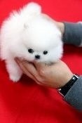 Upcoming Celebrity X-Mass Male And Female Tiny Teacup Pomeranian  Puppies For Sale Now Ready To Go Home.