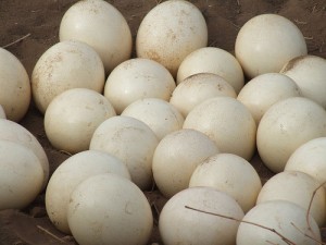 FERTILE OSTRICH AND PARROTS MACAW EGGS AND THEIR CHICKS FOR SALE.