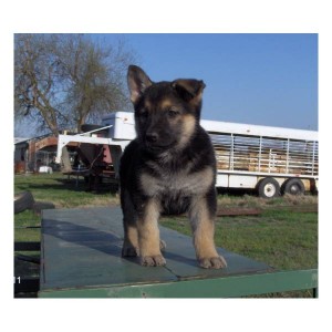 (free)Adorable and Healthy Male and Female German Shepard  puppies available to join a good home