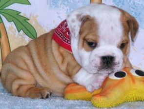 Well Socialized English bull dog Puppies For X-mas