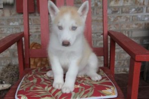 female with blue eyes siberian husky puppies 4 sale