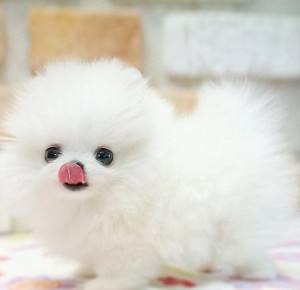 all white teacup pomeranian white micro teacup pomeranian pups brighton co asnclassifieds all white teacup pomeranian white micro teacup pomeranian pups brighton co asnclassifieds