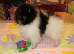 Happy And Charming X-MASS male and female black and white parti Pomeranian puppy