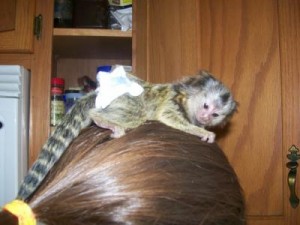 Baby Marmosets Monkeys for free adoption