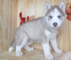 Siberian Husky Puppies Available for Adoption.Don't Miss Out!!!