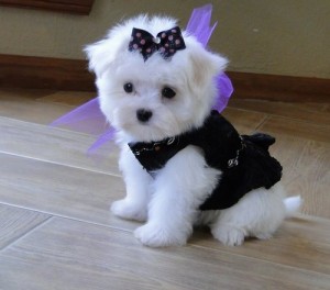 Awesome Maltese Puppies Available For Sale****