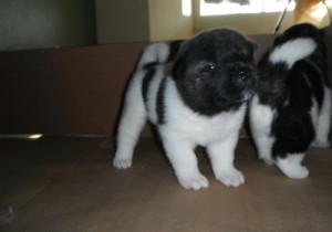 POTTY TRAINED AKITA PUPPIES FOR CARING HOME